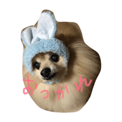 [LINEスタンプ] ポメラニアン キャッシー