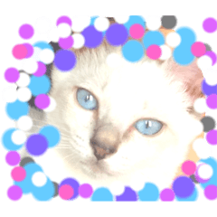 [LINEスタンプ] オハナCAT  改