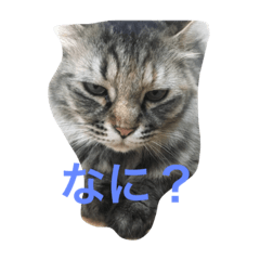 [LINEスタンプ] 毎日の言葉。