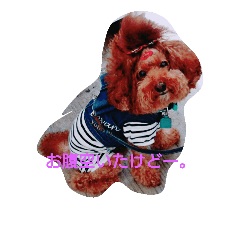 [LINEスタンプ] プードルの気持ち