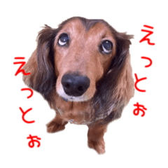 [LINEスタンプ] ミニチュアダックス かいちゃん すたんぷ 2