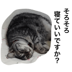 [LINEスタンプ] チャビースタンプ