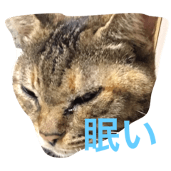 [LINEスタンプ] いえ猫