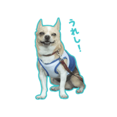 ftp3B-チワワのピース