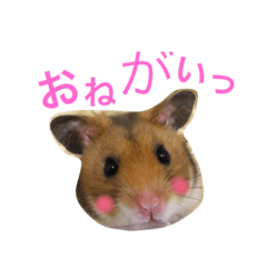 [LINEスタンプ] はむはむの日常