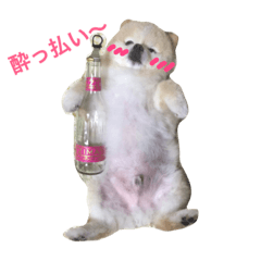 [LINEスタンプ] ポメラニアン悠ちゃん