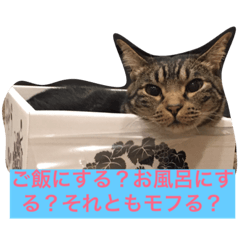 [LINEスタンプ] ニアハピゴンアルからのメッセージ