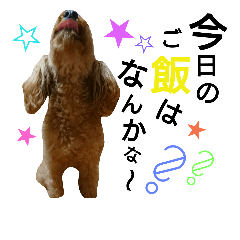 [LINEスタンプ] 愛犬ルイのスタンプ