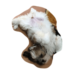 [LINEスタンプ] 犬1228