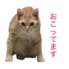 [LINEスタンプ] はくとゆき