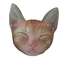 [LINEスタンプ] もふにゃんず