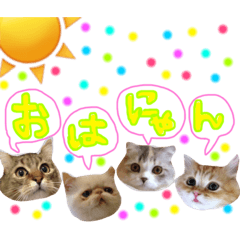[LINEスタンプ] 松野家のかわいい犬と猫