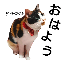 [LINEスタンプ] 三毛猫キャミーのおてんばな日常