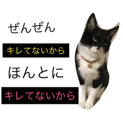 [LINEスタンプ] かもめときなこ