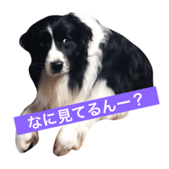 [LINEスタンプ] ボーダーコリーのそらくん
