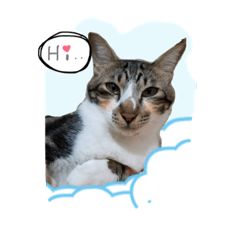 [LINEスタンプ] Meow~(=^.^=)