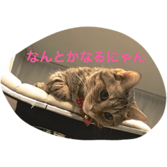 [LINEスタンプ] マンチカンのにゃあにゃ