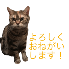[LINEスタンプ] natsume stamp 2