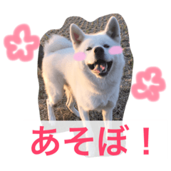[LINEスタンプ] 秋田犬の銀ちゃんpart2