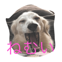 [LINEスタンプ] ダックスフンドとボストンテリア