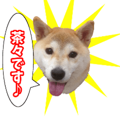 [LINEスタンプ] 柴犬茶々のお気楽生活