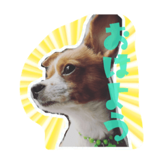 [LINEスタンプ] 犬 デールさん