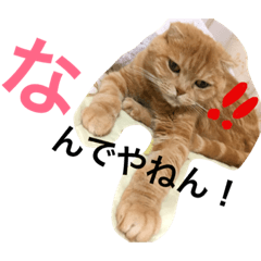 [LINEスタンプ] 大阪弁にゃんこず