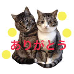 [LINEスタンプ] 挨拶する仲良し猫 あんちゃん＆ひなちゃん