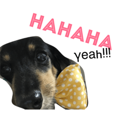 [LINEスタンプ] サスケの日常2