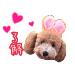 [LINEスタンプ] プードル シェリちゃん