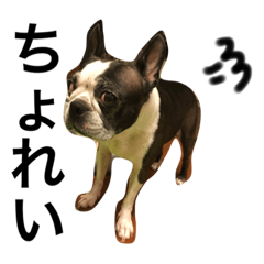 [LINEスタンプ] わんだふる〜 3匹のワンコ