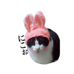 [LINEスタンプ] ちょっと困った時に手を借りたくなる猫