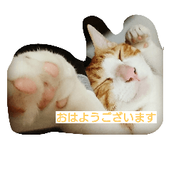 [LINEスタンプ] Cat's stamps