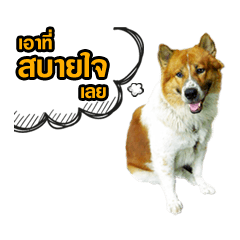 [LINEスタンプ] Our Lovely Dogs