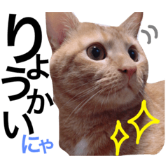 [LINEスタンプ] 日常で使いやすいシンプルにゃんこ