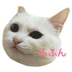 [LINEスタンプ] めいとふぅ