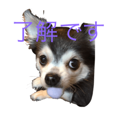 [LINEスタンプ] チワワ＆セキセイインコ