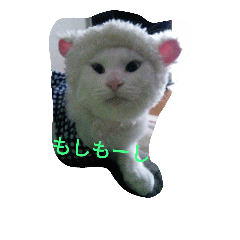 [LINEスタンプ] シロネコたん