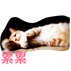[LINEスタンプ] ネコおっさん喋る