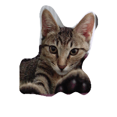 [LINEスタンプ] eggegg cat daily