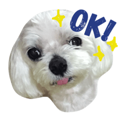 [LINEスタンプ] しろいぬくんの日常