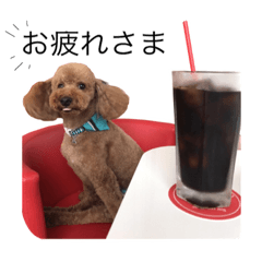 [LINEスタンプ] Toy poodle Colon(cafe version)