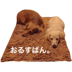 [LINEスタンプ] うちのラズとシロ。