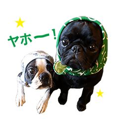 [LINEスタンプ] 犬のおさかな兄妹