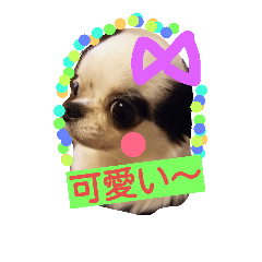 [LINEスタンプ] チワワのロロさん