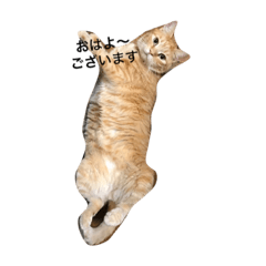 [LINEスタンプ] 茶トラ猫の挨拶スタンプ