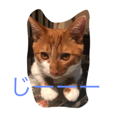 [LINEスタンプ] catkf