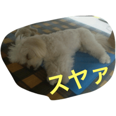[LINEスタンプ] 蘭たん