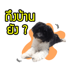 [LINEスタンプ] Hong Thong