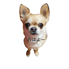 [LINEスタンプ] chiwawa noa 2